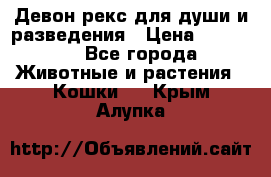 Девон рекс для души и разведения › Цена ­ 20 000 - Все города Животные и растения » Кошки   . Крым,Алупка